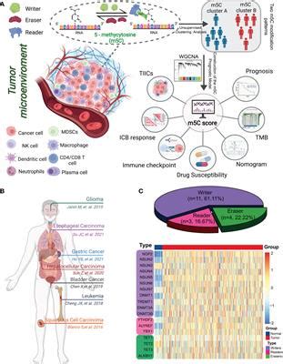 Frontiers M5C Regulator Mediated Modification Patterns And Tumor