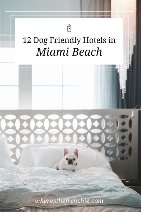 12 Miami Beach Dog Friendly Hotels • Wheres The Frenchie Dog