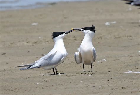 Pictures And Information On Sandwich Tern