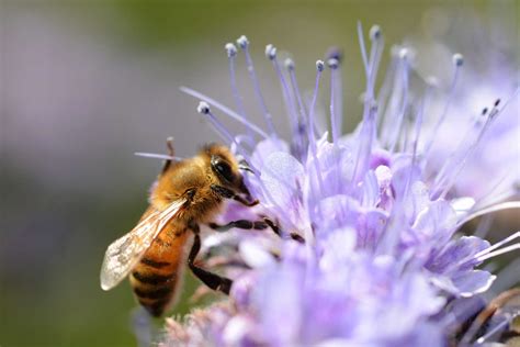 Bienenfreundliche Pflanzen Top Plantura Bienenfreundliche