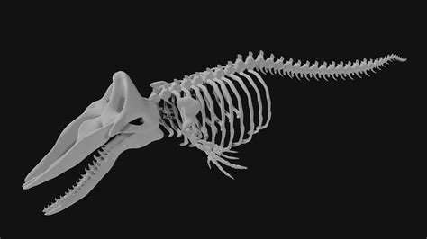 Sperm whale skeleton 3d model Low Poly - Team 3d Yard