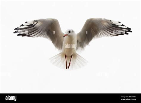 Flying seagull with spread wings Stock Photo - Alamy