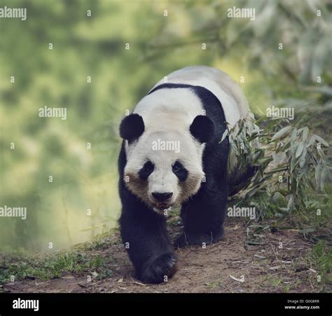 Oso Panda gigante Fotografía de stock - Alamy