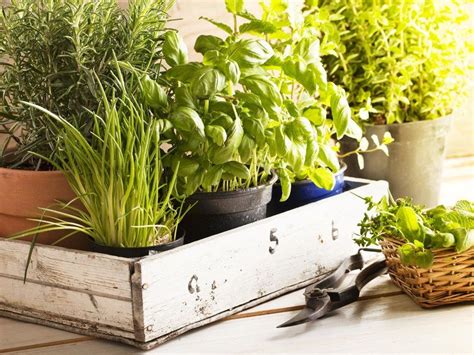 Fresh Herb Plants Growing Herbs Indoors Mosquito Repelling Plants