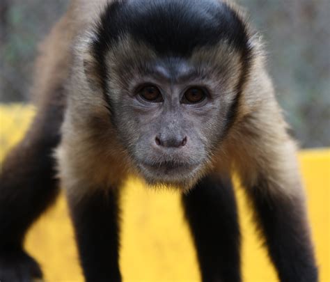 Brown Capuchin Monkey