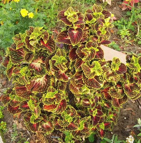 Coleus Coleus Scutellarioides Main Street La Rambla™ In The Coleus