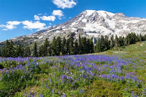 Private Mt Rainier National Park Day Trip From Seattle: Triphobo