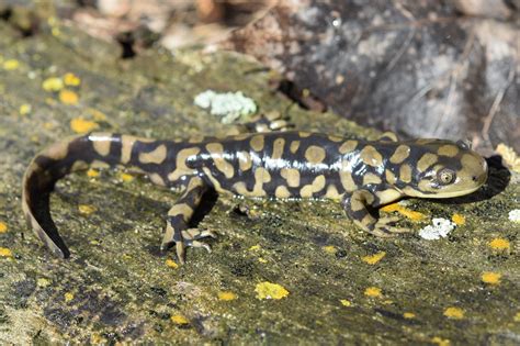 Western Tiger Salamander Ambystoma Mavortium Amphibians And