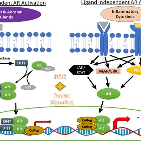 Signaling Via AR Occurs By Both Ligand Dependent And Ligand Independent