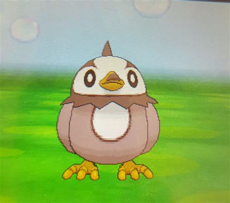 Starly - AS (wonder trade) | Shiny pokemon, Pokemon art, Pokemon