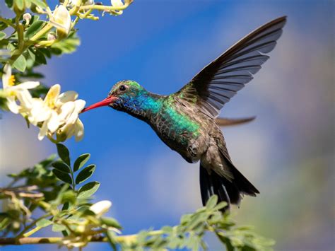 Hummingbird Photography Colibri Broad-billed Hummingbird Photo Art ...