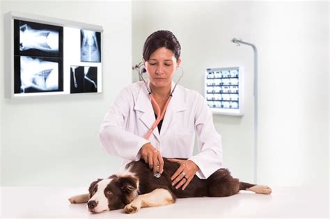 Veterinário Examinando Um Cachorro Enquanto Faz O Check Up Na Clínica