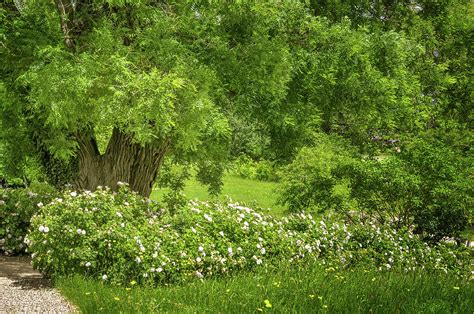 Versailles. Petit Trianon Gardens #1 Photograph by Jane Star - Fine Art ...