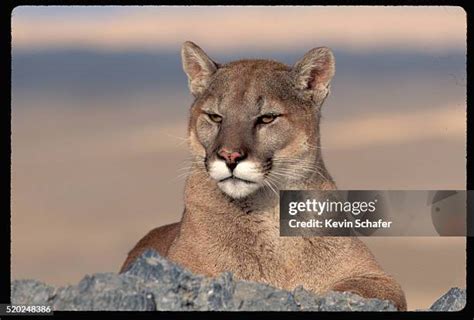 958 Mountain Lion Face Stock Photos, High-Res Pictures, and Images ...