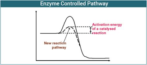 Enzymes Structure Of An Enzyme And Their Use Chemistry Byju S