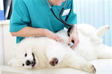 Vomissements chez le chien vs régurgitation tout ce que vous devez