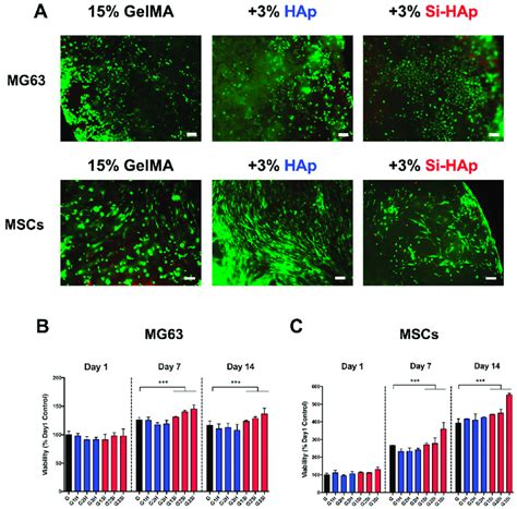 Mg63 Cells And Human Mesenchymal Stem Cells Mscs Encapsulation By