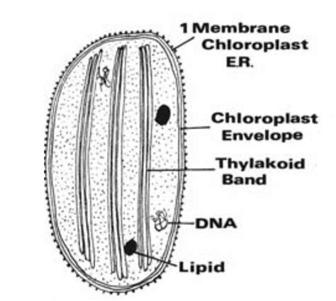 Ultra Structure Of Chloroplast In Algae Plantlet