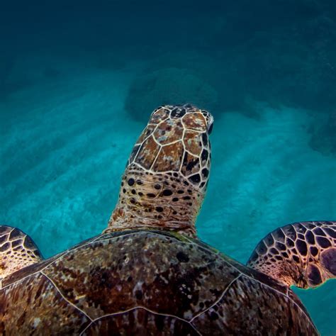 Great Barrier Reef Facts: the world's largest living thing.