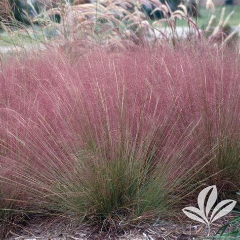 Muhlenbergia Muhlenbergia Capillaris Pink Flamingos Pink Flamingos