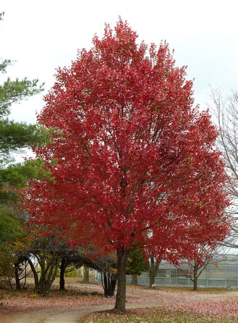 Where Do Maple Trees Grow My Heart Lives Here