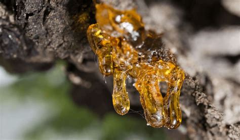 Is Tree Sap Edible Exploring Uses Benefits And Types