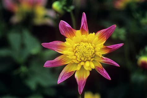 Dahlia R 1001 Photograph By Anthony Cooperscience Photo Library