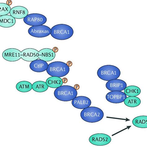 Brca1 And Brca2 Functional Domains A The Brca1 Amino Terminus