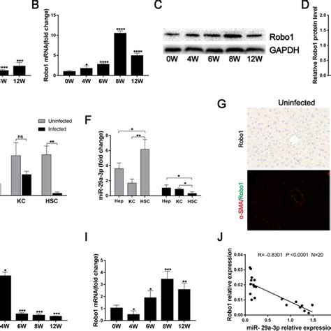 Decreased Mir A P Expression And Increased Robo Expression In Liver