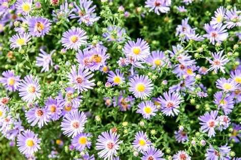 Asters Plant Care And Growing Guide