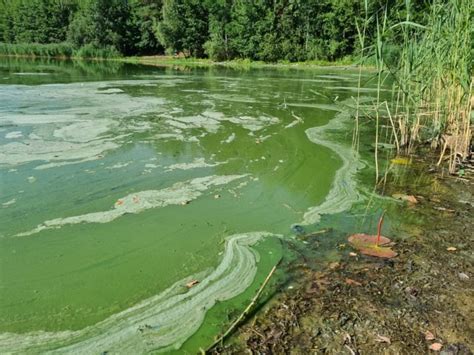 Cottbus Baden Verboten Blaualgen Im Madlower Und Im Branitzer See