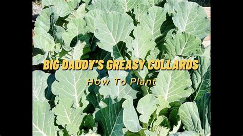 Avoid the Top Mistakes and Successfully Plant 'Big Daddy's' Greasy Collards from Seed - YouTube