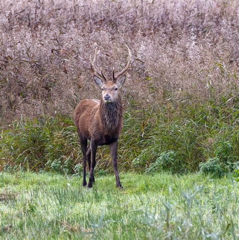 Stag Mark Slobin Flickr