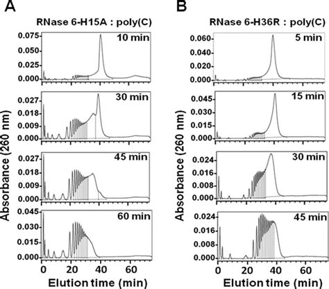 Analysis Of Polynucleotide Cleavage Pattern By Rnase Mutants Poly C