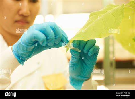 Female Scientist Taking Plant Sample In Lab Stock Photo Alamy