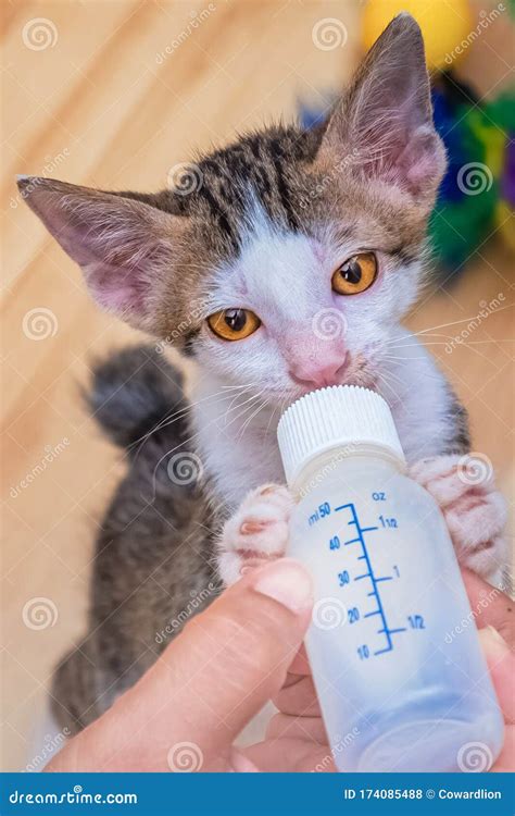 Nursing a Kitten with a Milk Bottle Stock Photo - Image of raise, kitty ...