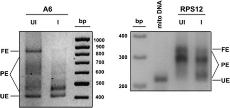 Tbrgg Facilitates Kinetoplastid Rna Editing Initiation And Progression