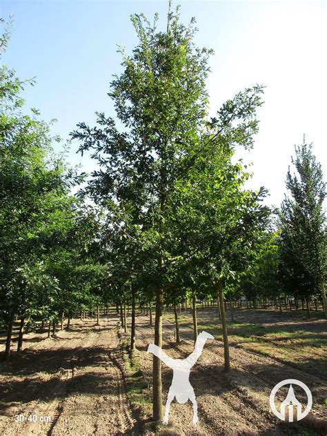 Quercus Cerris Mose Oak Boomkwekerijen M Van Den Oever Zonen