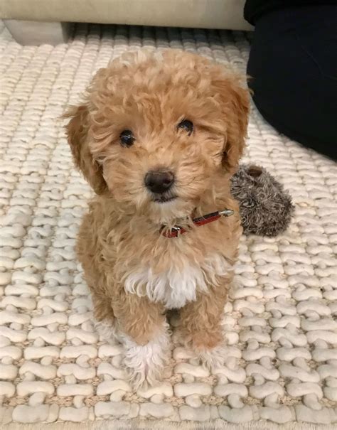 56 HQ Photos Goldendoodle Puppy Training Book - Goldendoodle Care Training The Complete Guide On