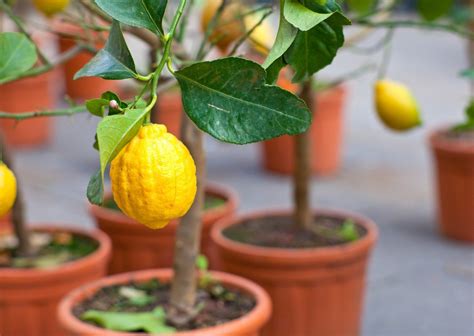 Alberi Da Frutta Nani I Pi Adatti Per Il Tuo Balcone O Giardino