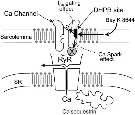 Transmission Of Information From Cardiac Dihydropyridine Receptor To