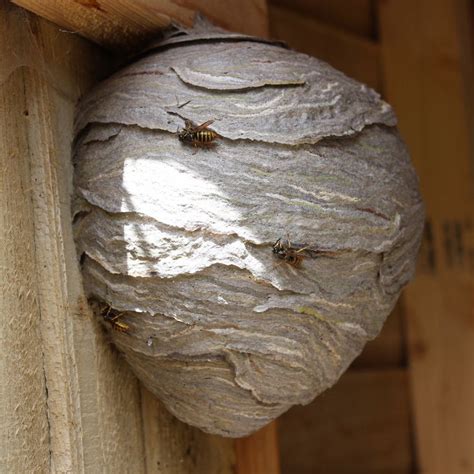 Saxon Wasps Nest