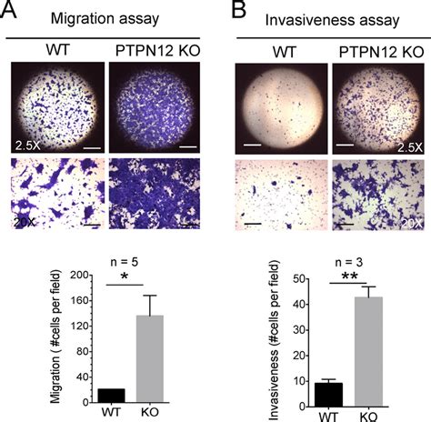 Migration And Invasiveness Of Ptpn Deficient Breast Cancer Cells