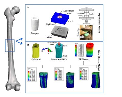 A Setup For Compression Test Of A 3d Printed Femur Bone 4 Cm Length