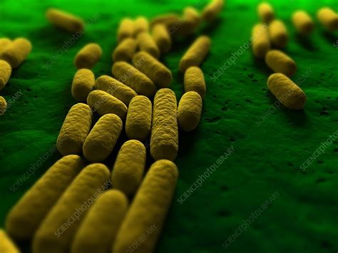 Bacillus Subtilis Bacteria Artwork Stock Image F004 1576 Science