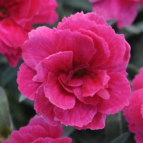 Dianthus 'Everlast® Pink Dark' EverLast™ Dark Pink Dianthus from Prides ...