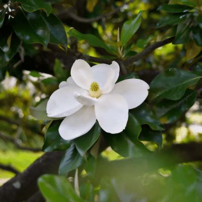 How To Grow Magnolias In Your Yard 2025 Today S Homeowner