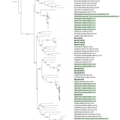 The Phylogenetic Tree Was Obtained With The Maximum Likelihood Method