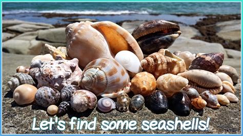 Finding Seashells At Low Tide Cape Moreton Volute Virtual Shelling