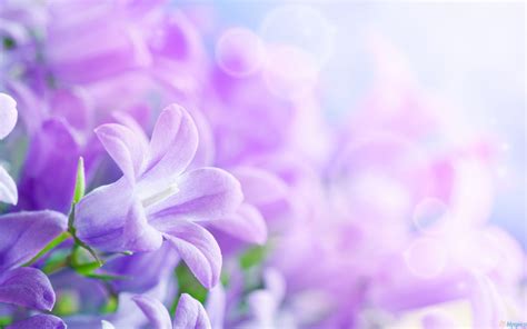 Purple Colour Flower Background